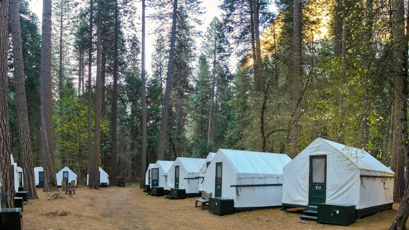 White tent cabins among pine trees at Curry Village in Yosemite Valley