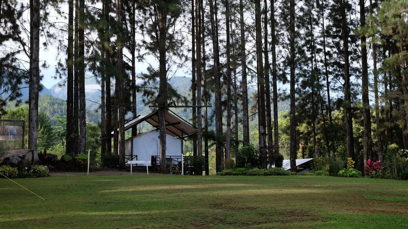 A canvas tent among tall pine trees at a leafy campsite